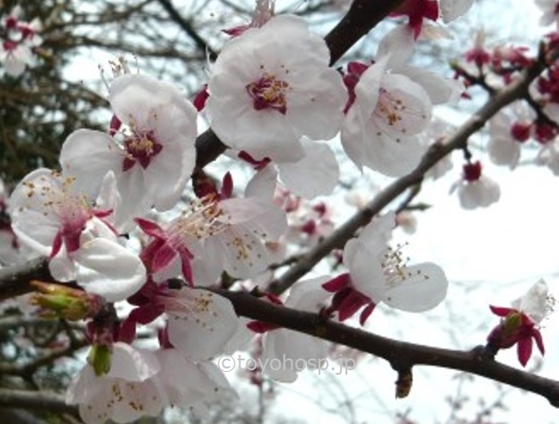 アンズの花