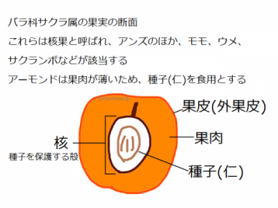 核果の断面図